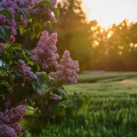 Wernsdorf * 格劳豪