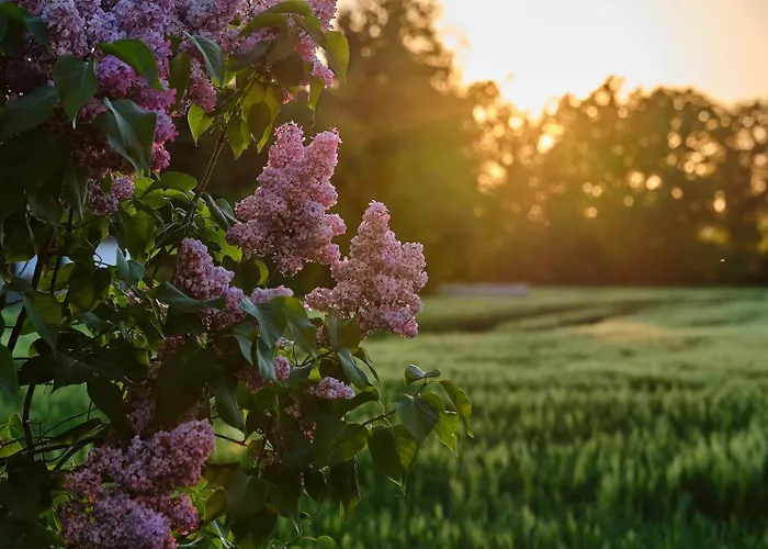 Wernsdorf * 格劳豪